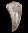 Platecarpus (Mosasaur) Tooth - Unusual Species #6529-1